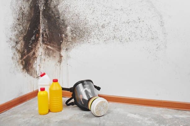 Best HVAC Mold Remediation in Essexville, MI
