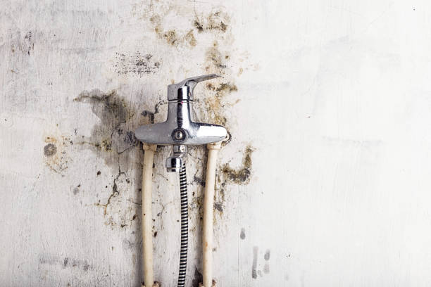 Best Residential Mold Remediation in Essexville, MI