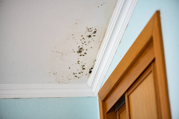 Best Bathroom Mold Remediation in Essexville, MI