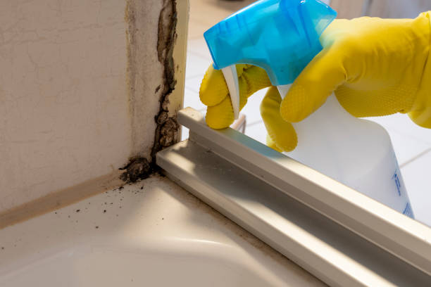 Best Insurance-Related Mold Remediation in Essexville, MI