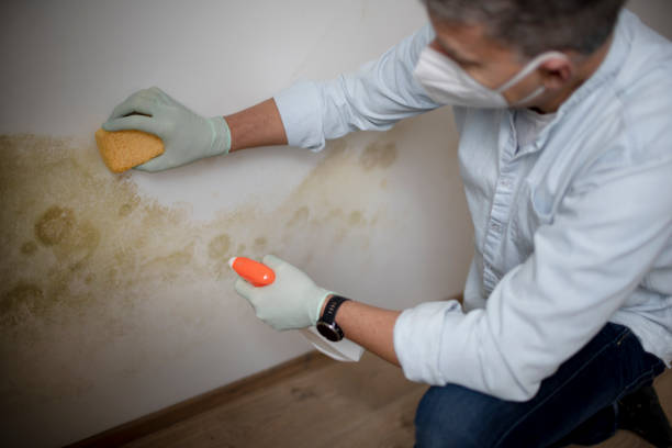 Best HVAC Mold Remediation in Essexville, MI