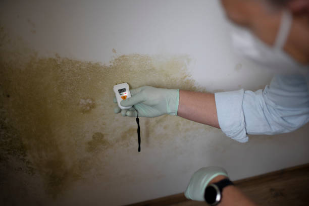 Professional Mold Remediation in Essexville, MI