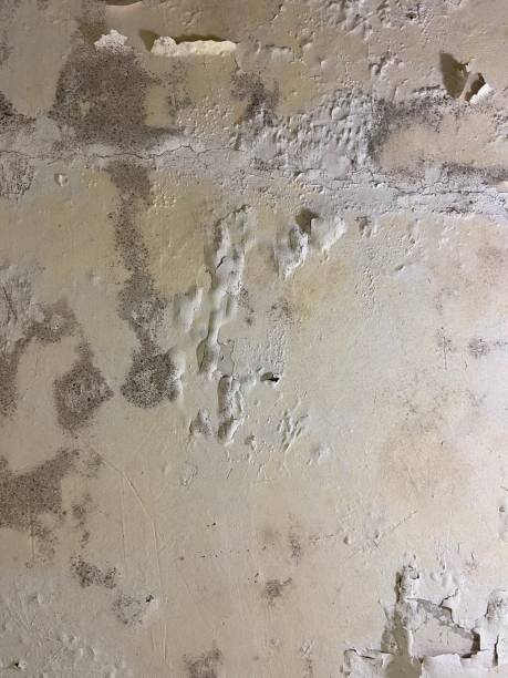 Best Crawl Space Mold Remediation in Essexville, MI