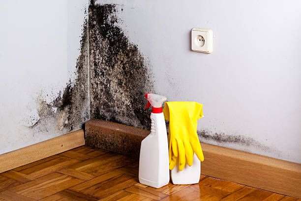 Best Industrial Mold Remediation in Essexville, MI